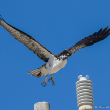 Osprey Looking Right At Me-01