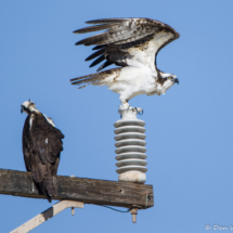 Osprey Pair-01