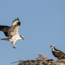 Osprey flying into the Nest-01