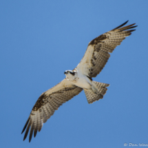 Osprey in Flight-02