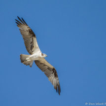 Osprey in Flight-03