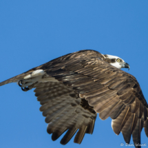 Osprey in Flight-04