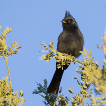 Phainopepla-Male-04