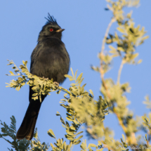 Phainopepla-Male-05