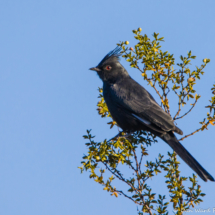 Phainopepla-Male-06