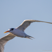 Royal Tern in Flight-01