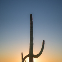 Saguaro Sunset-03