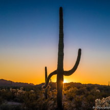 Saguaro Sunset-05