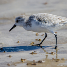 Sanderling-02