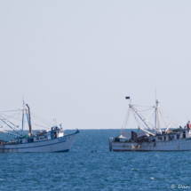 Shrimp Boats On The Sea Of Cortez-01