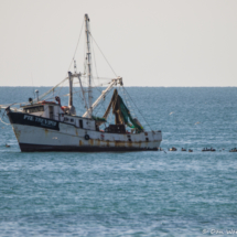 Shrimp Trawler-01