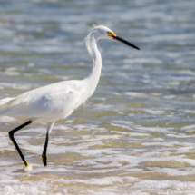 Snowy Egret-07