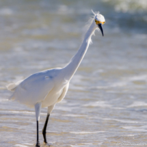 Snowy Egret-08