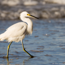 Snowy Egret-09