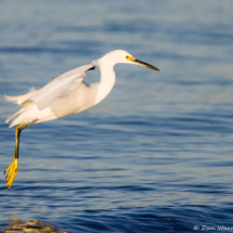 Snowy Egret in Flight-02