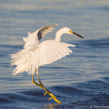Snowy Egret in Flight-03