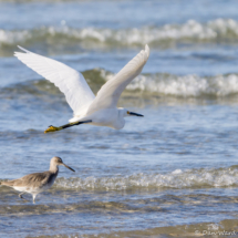 Snowy Egret in Flight with Willet Photobomb