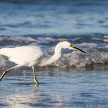 Snowy Egret on the Hunt-01