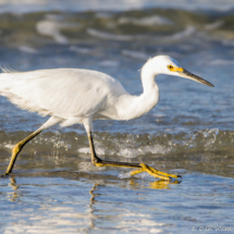 Snowy Egret on the Hunt-02