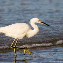 Snowy Egret on the Hunt-04