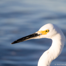 Snowy Egret up Close-01