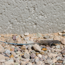 Western Whiptail Lizard-01