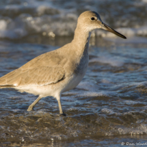 Willet-03