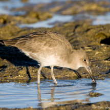 Willet gets lunch-01