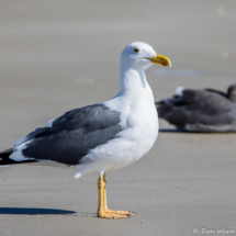 Yellow-footed Gull-01
