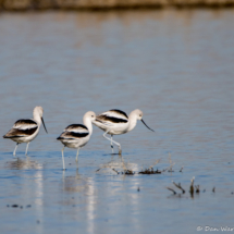 American Avocets-01