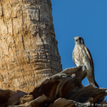 American Kestrel-01