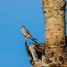 American Kestrel-05