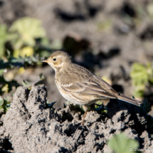 American Pipit-02