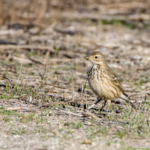 American Pipit-03