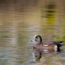 American Wigeon-01