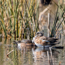 American Wigeon-01
