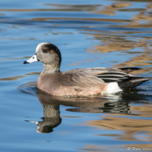 American Wigeon-03