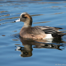 American Wigeon-Female-01