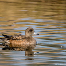 American Wigeon-Female-02