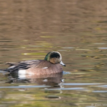 American Wigeon-Male-01