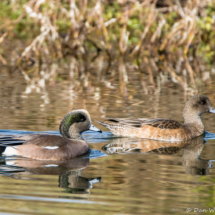 American Wigeons-01