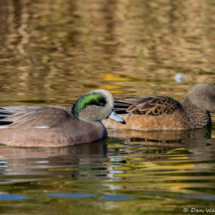 American Wigeons-03