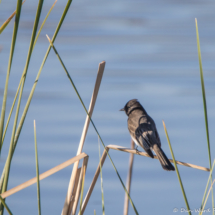 Black Phoebe-01