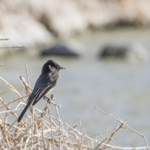 Black Phoebe-01