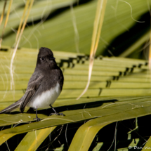 Black Phoebe-02