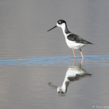 Black-necked Stilt-01