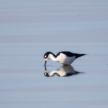 Black-necked Stilt-01