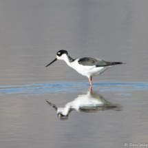 Black-necked Stilt-02