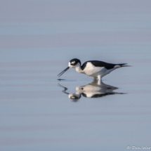 Black-necked Stilt-02