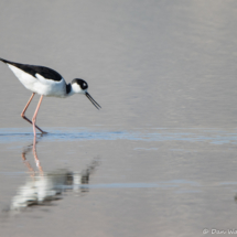 Black-necked Stilt-03